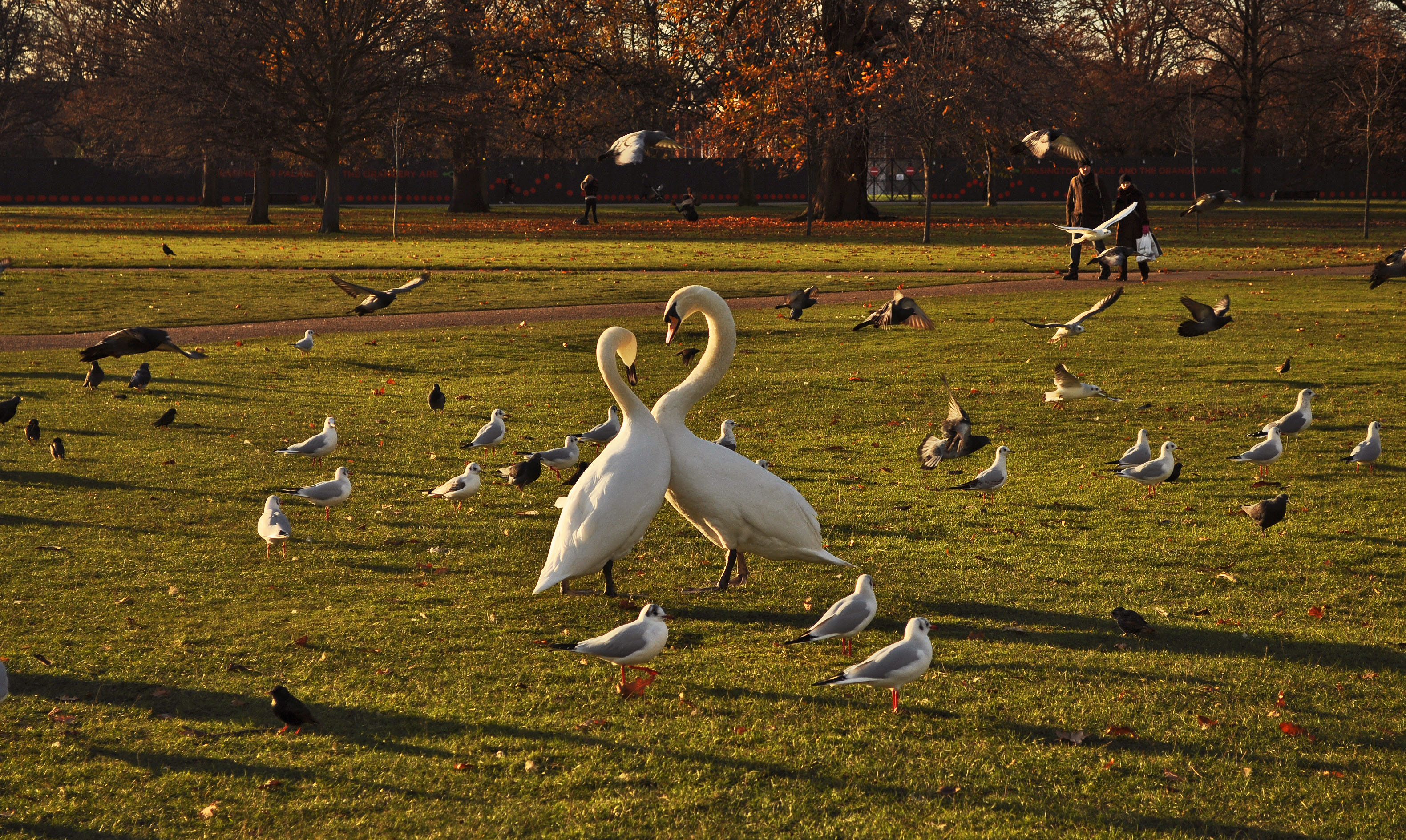 21_swans-in-hyde-park