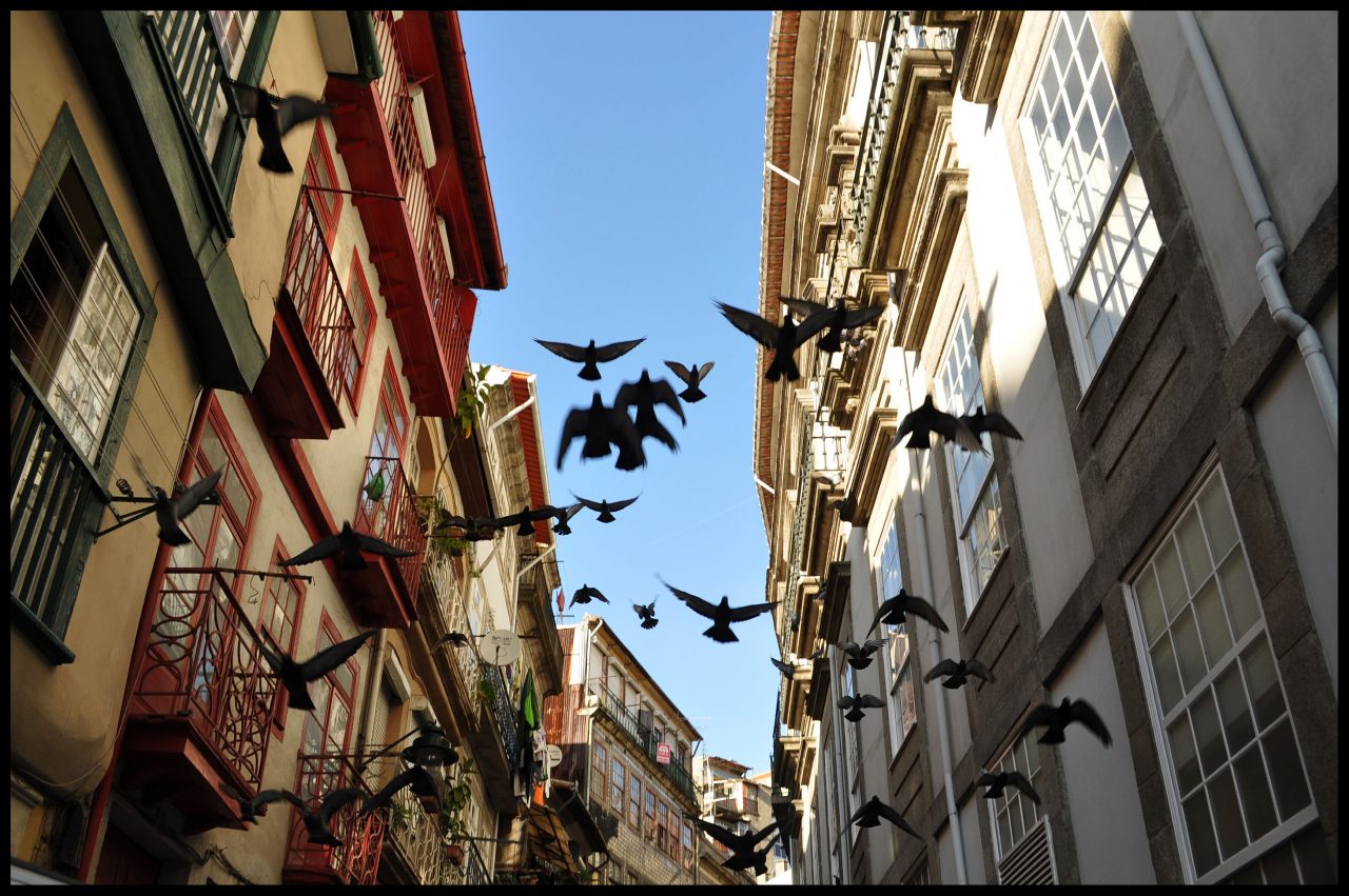 porto_birds-flying-high