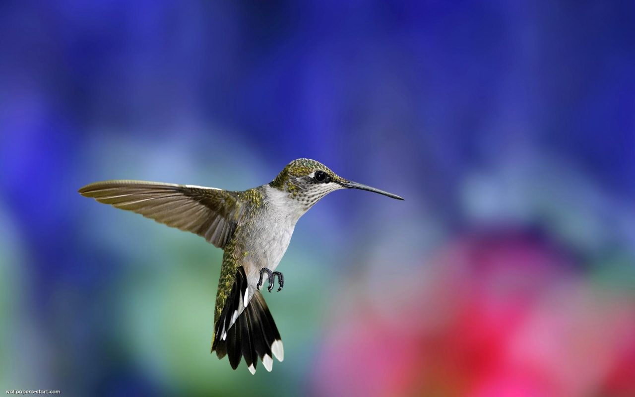 Colibri-Bird-Wallpaper-1