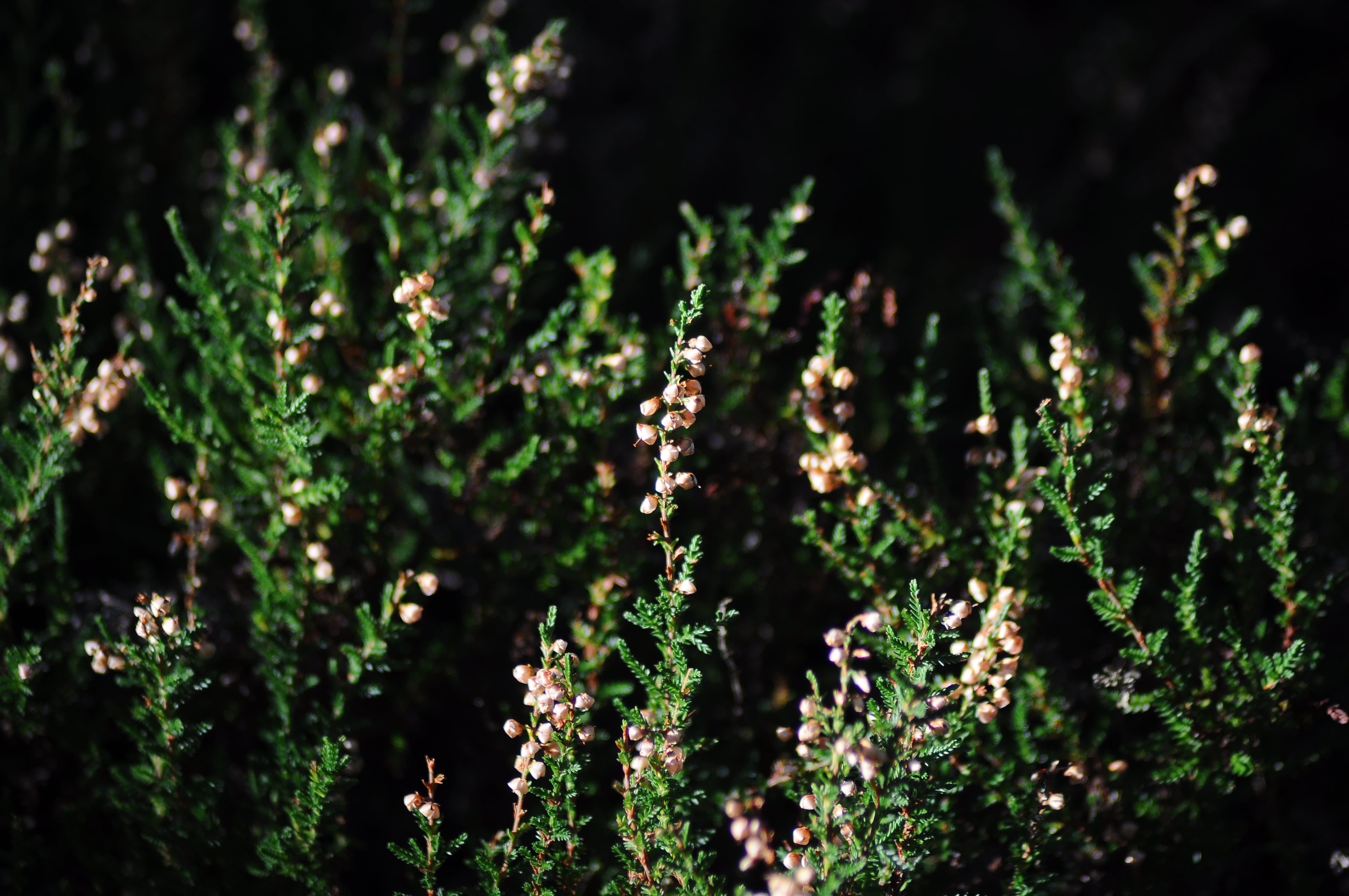 Raluca Turcanasu_Tour of the Dublin Mountains_ (15)