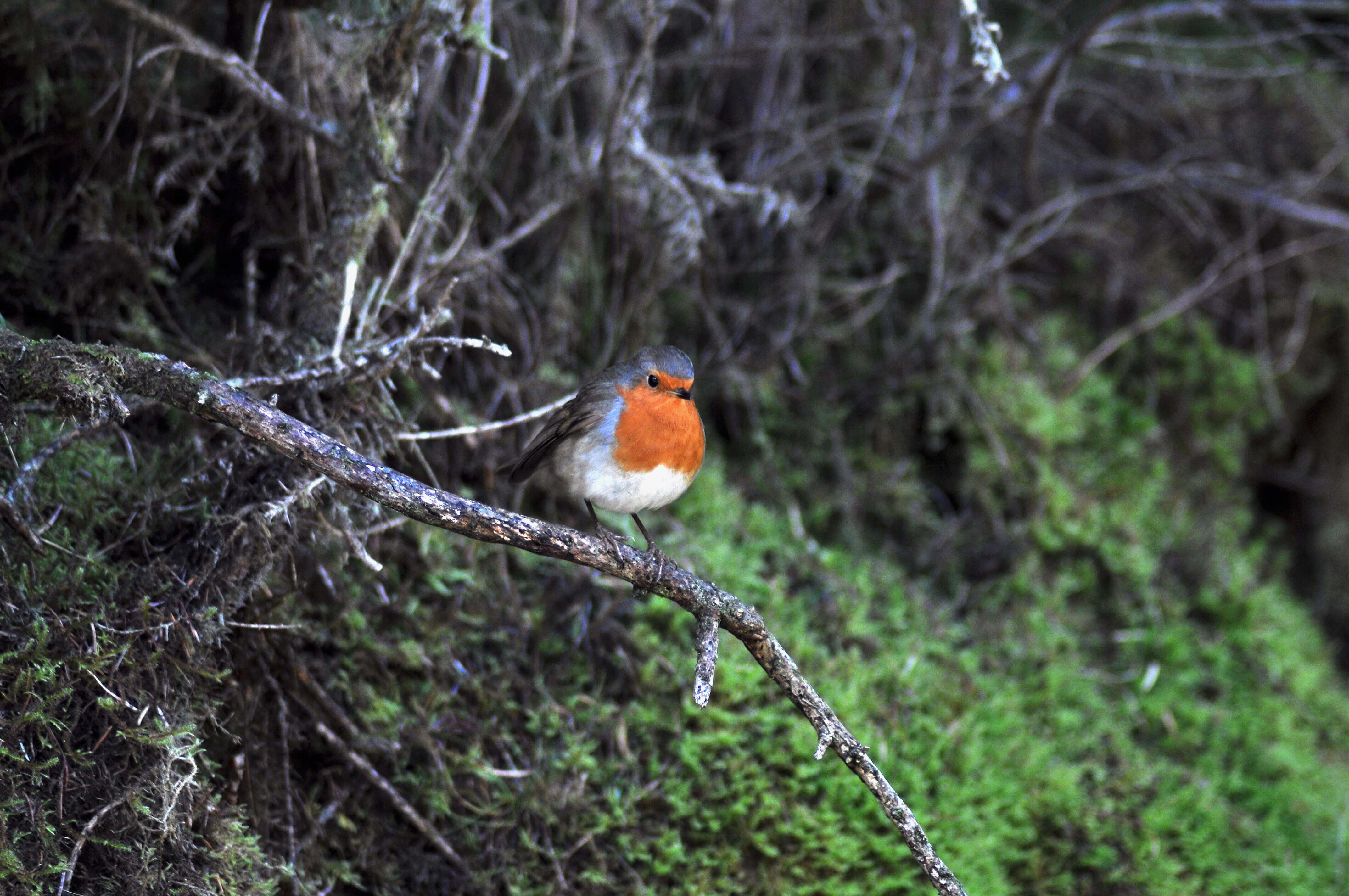 Raluca Turcanasu_Tour of the Dublin Mountains_ (17)