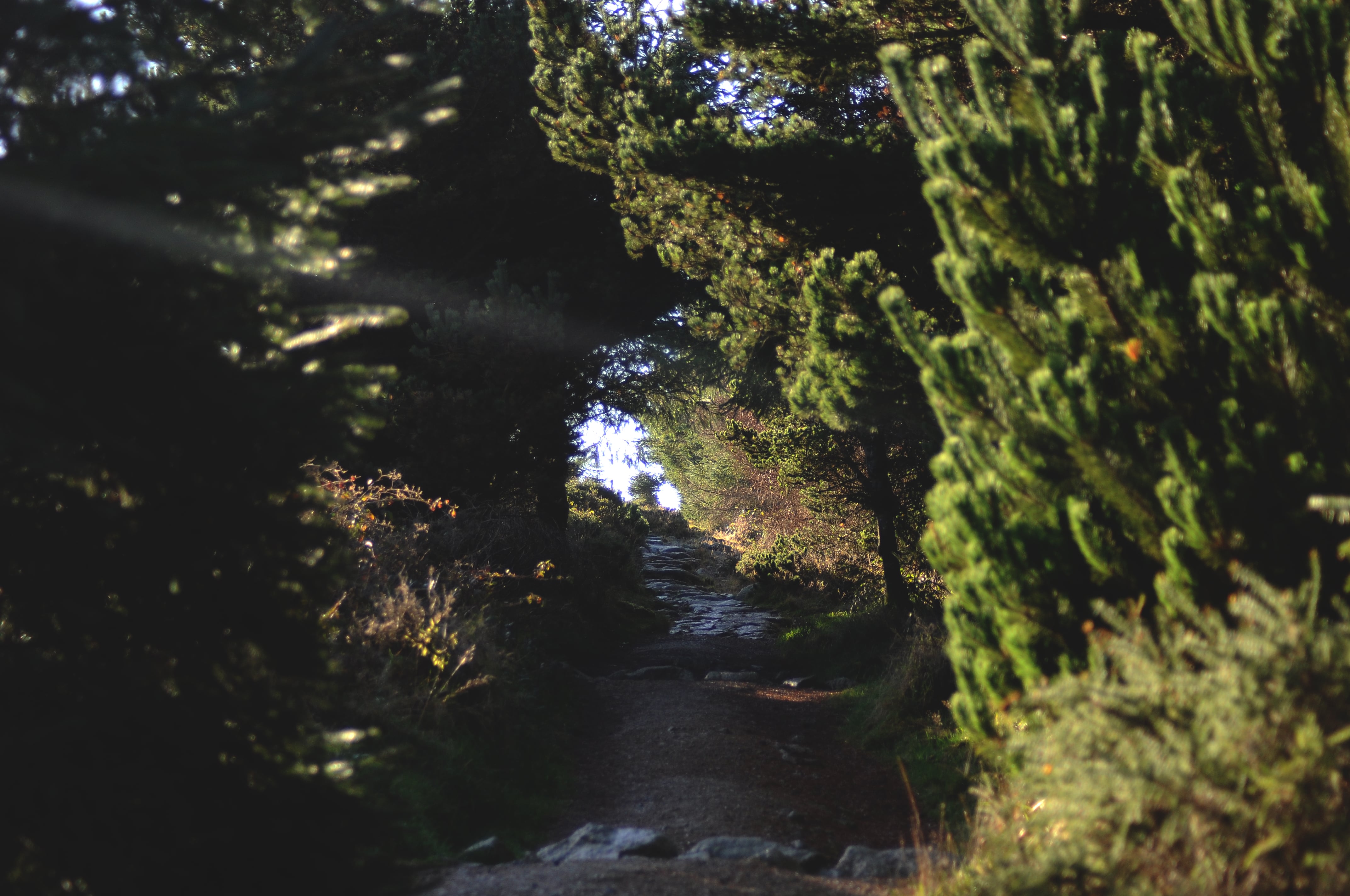 Raluca Turcanasu_Tour of the Dublin Mountains_ (21)