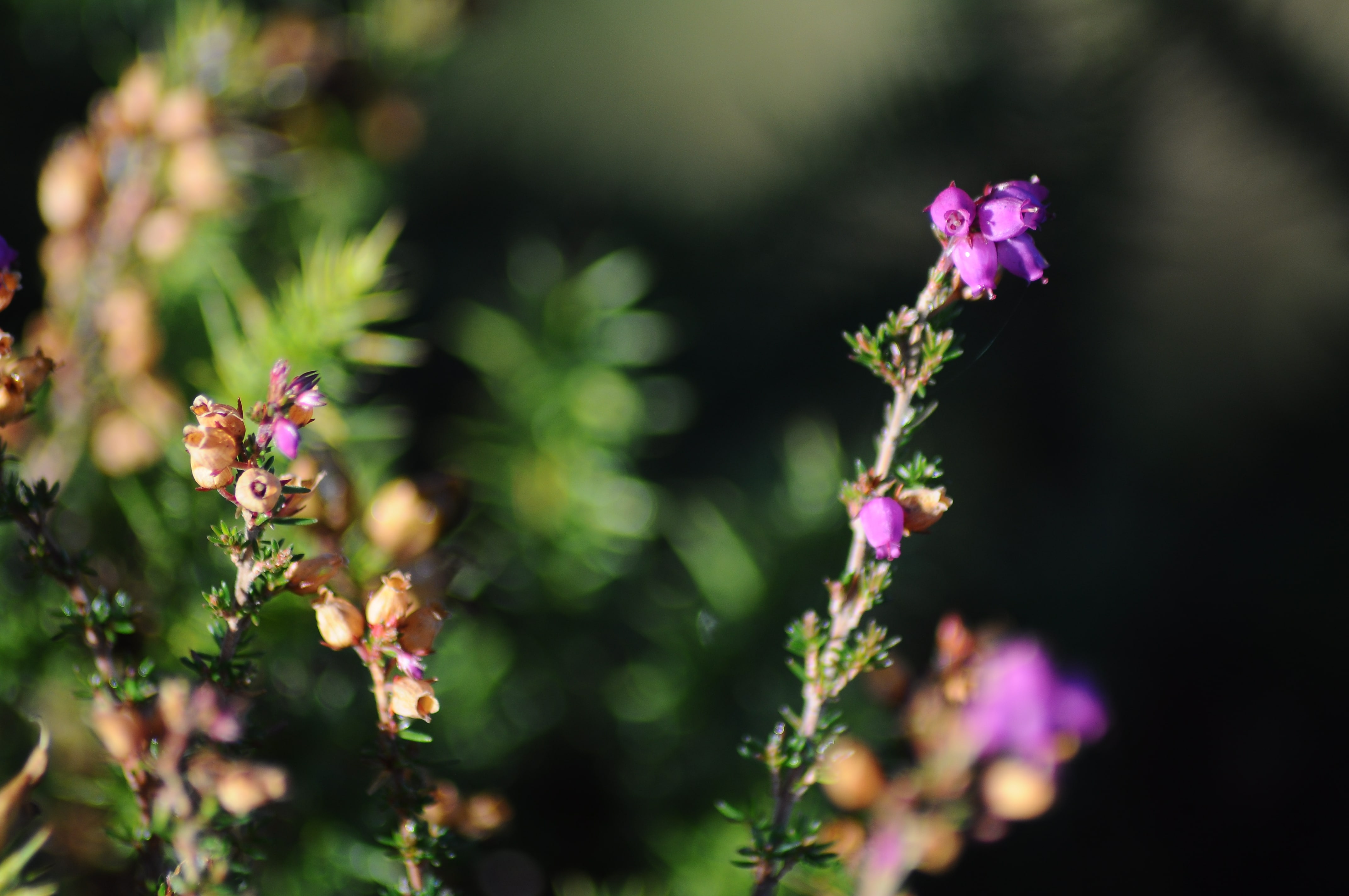 Raluca Turcanasu_Tour of the Dublin Mountains_ (22)