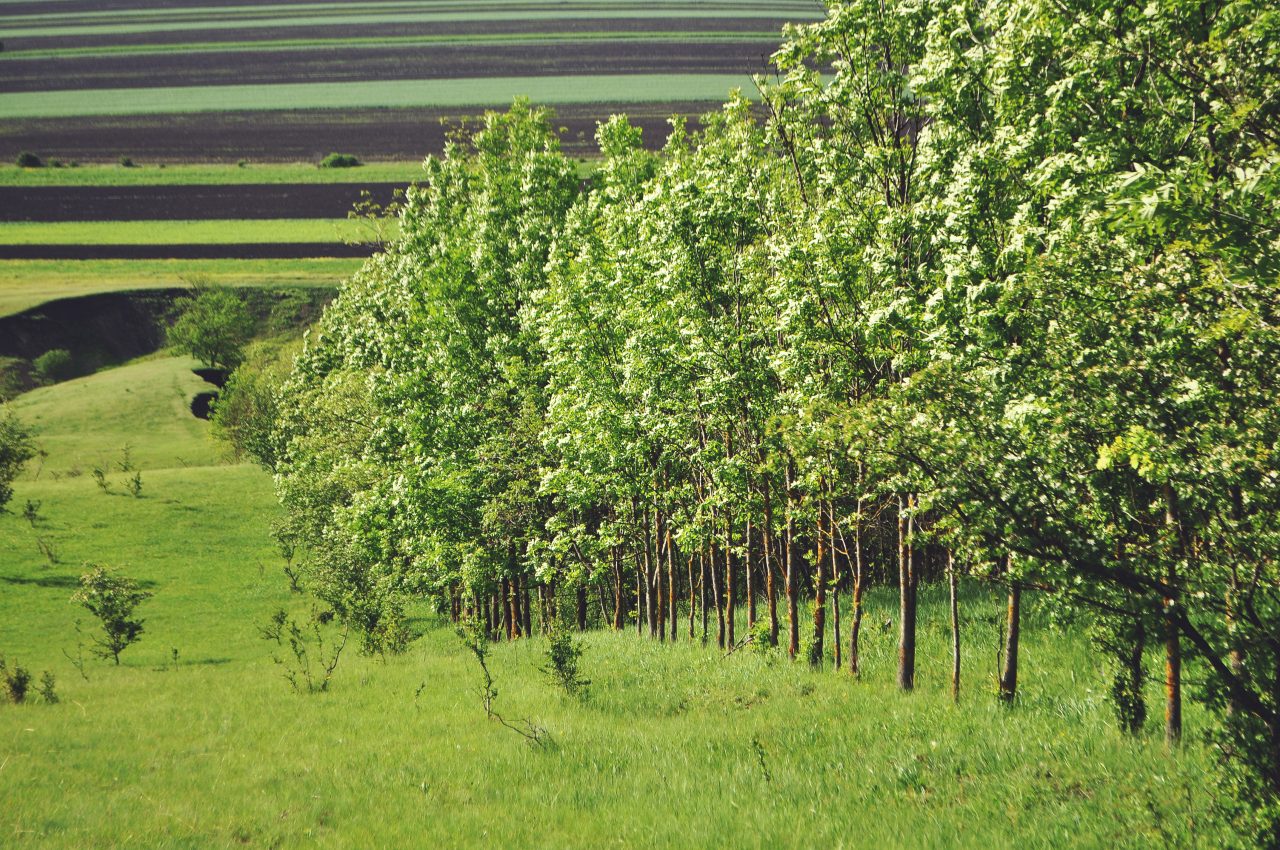 green patterns