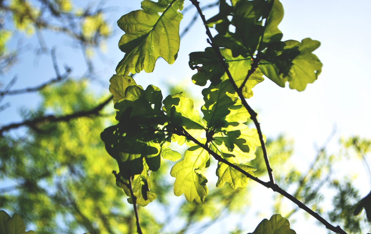 leaves