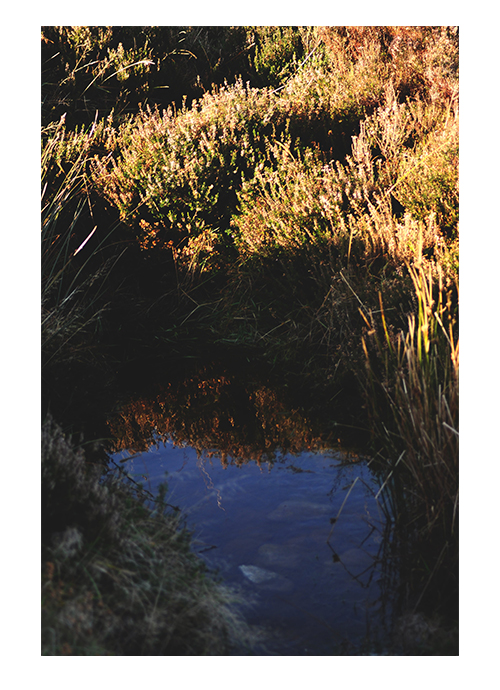 peatlands dublin mountains raluca turcanasu