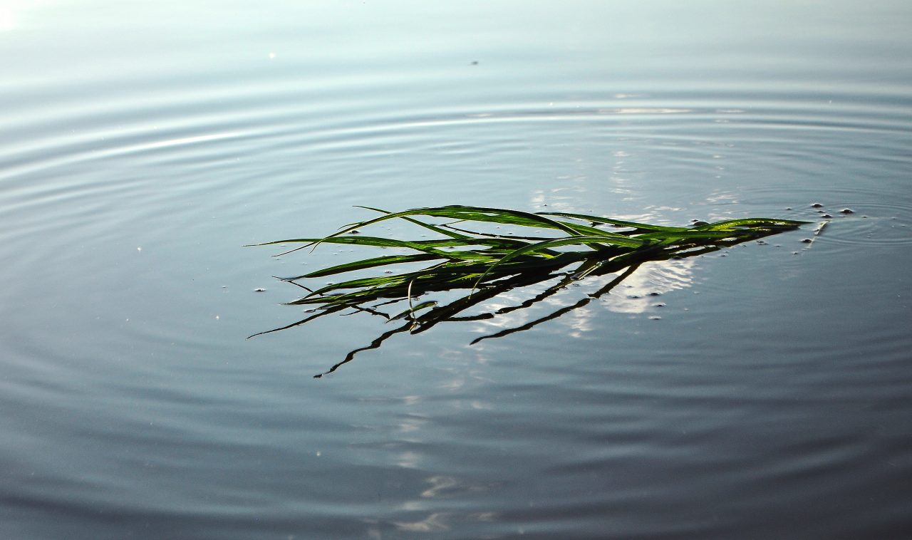 plant on water