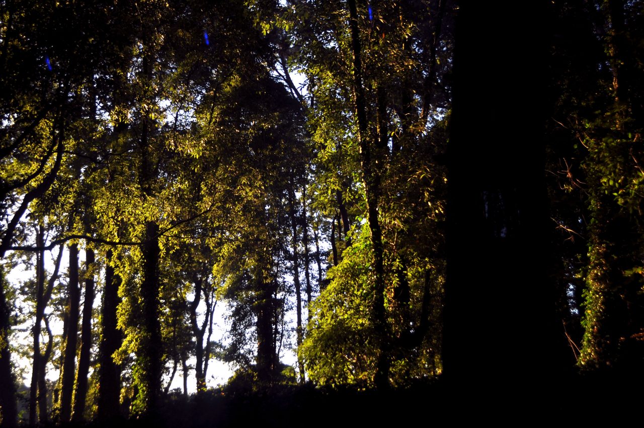 Road to Pena Palace, through the forrest