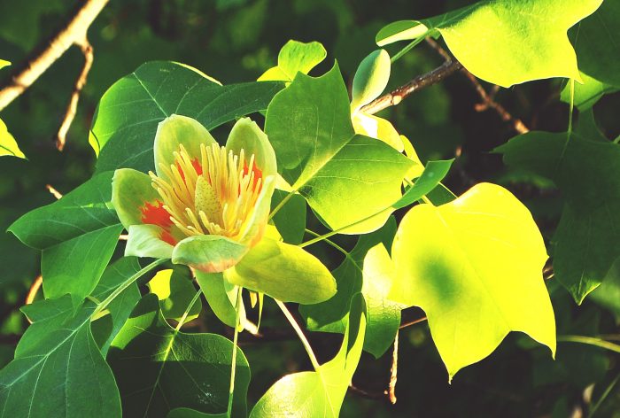 tulip tree